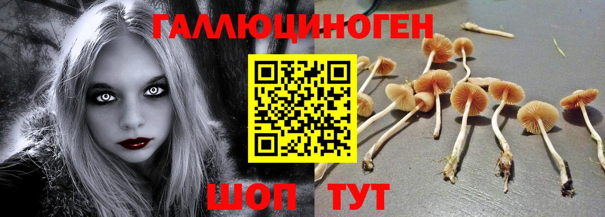 Псилоцибиновые грибы Psilocybe  Вход с VPN  Отрадный 